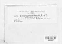 Ramularia heraclei image